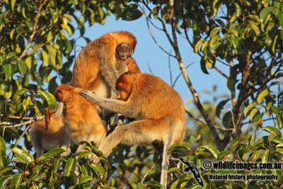 Proboscis Monkey a2257.jpg