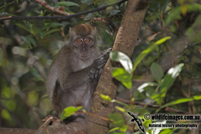 Long-tailed Macaque a2047.jpg