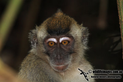 Long-tailed Macaque a2085.jpg