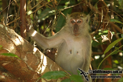 Long-tailed Macaque a2105.jpg