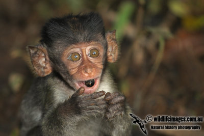 Long-tailed Macaque -  Macaca fascicularis