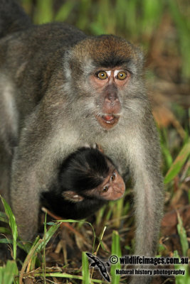 Long-tailed Macaque a2758.jpg