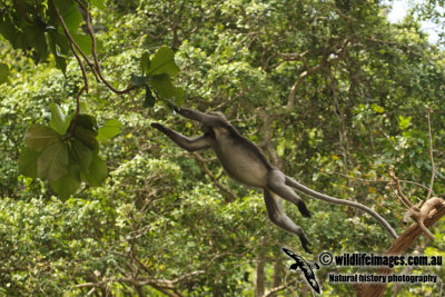 Dusky Langur a3569.jpg