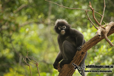 Dusky Langur a3625.jpg