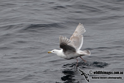 Glaucous-winged Gull a0104.jpg