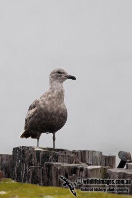 Glaucous-winged Gull a0502.jpg