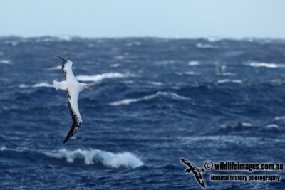 Wandering Albatross a2737.jpg