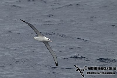 Wandering Albatross a5381.jpg