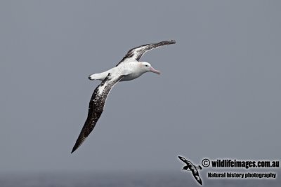 Wandering Albatross a5473.jpg