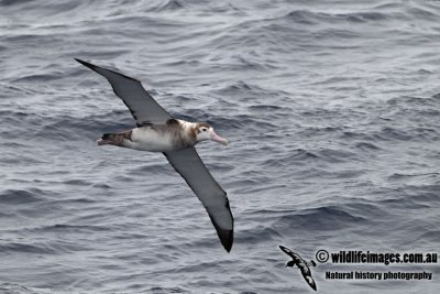 Wandering Albatross a5605.jpg