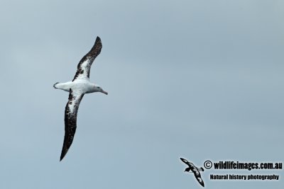 Wandering Albatross a6200.jpg