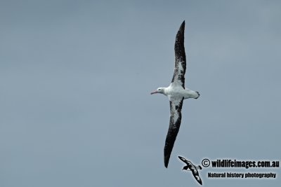 Wandering Albatross a6214.jpg