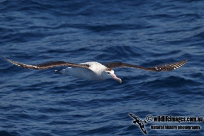 Wandering Albatross a8476.jpg