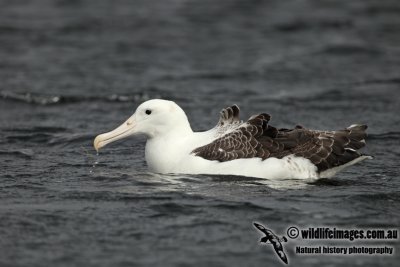 Southern Royal Albatross a0369.jpg