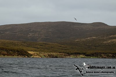 Southern Royal Albatross a0380.jpg