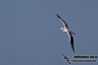 Southern Royal Albatross a0745.jpg