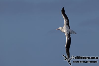 Southern Royal Albatross a0749.jpg