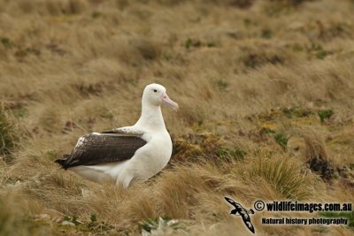 Southern Royal Albatross a0876.jpg