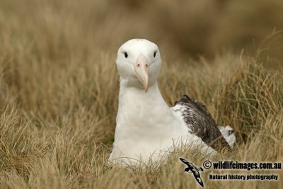 Southern Royal Albatross a0881.jpg