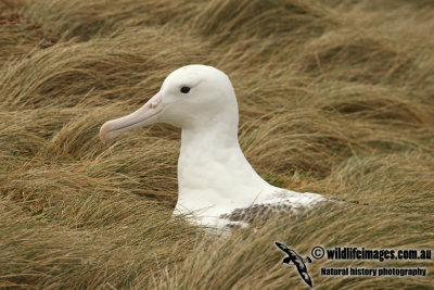 Southern Royal Albatross a0898.jpg