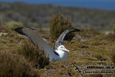 Southern Royal Albatross a1363.jpg