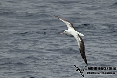 Southern Royal Albatross a2213.jpg