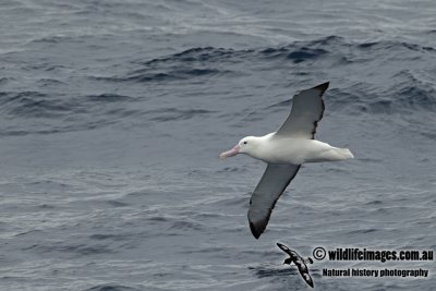 Southern Royal Albatross a2217.jpg