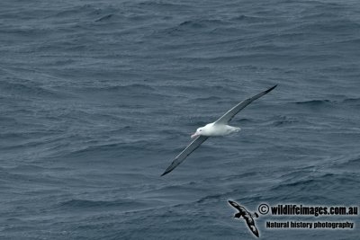 Southern Royal Albatross a6130.jpg