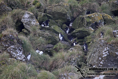 Rockhopper Penguin a0060.jpg