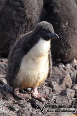 Royal Penguin a7334.jpg