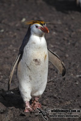 Royal Penguin a7346.jpg