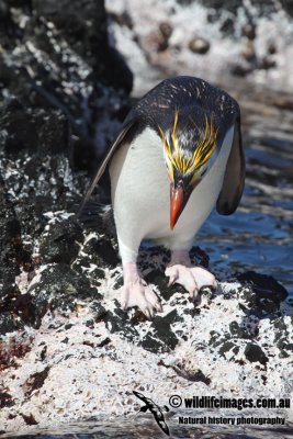 Royal Penguin a7502.jpg