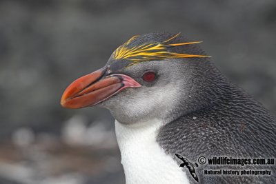 Royal Penguin a8726.jpg