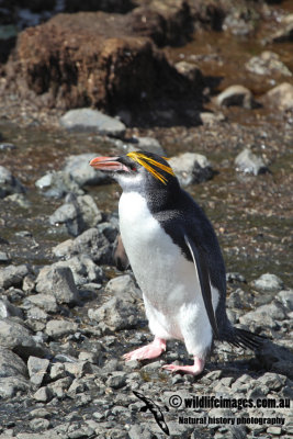 Royal Penguin a9741.jpg
