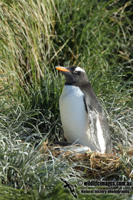 Gentoo Penguin a2343.jpg