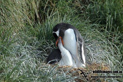 Gentoo Penguin a2386.jpg