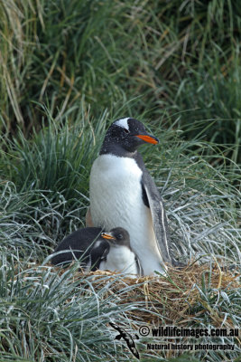 Gentoo Penguin a2399.jpg