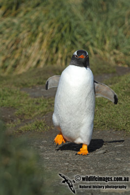 Gentoo Penguin a2415.jpg