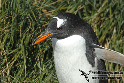 Gentoo Penguin a2420.jpg