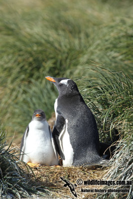 Gentoo Penguin a2493.jpg