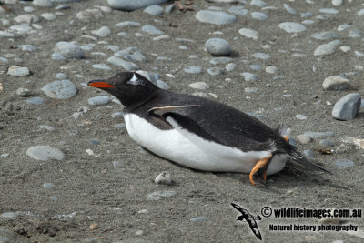 Gentoo Penguin a2570.jpg