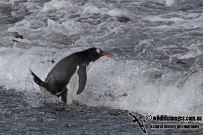 Gentoo Penguin a8488.jpg