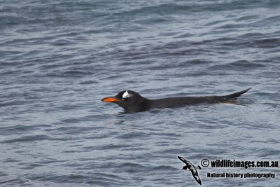 Gentoo Penguin a8501.jpg