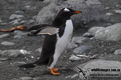 Gentoo Penguin a8555.jpg