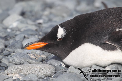 Gentoo Penguin a8653.jpg