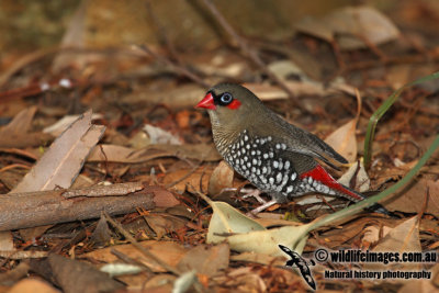 Red-eared Firetail a7986.jpg