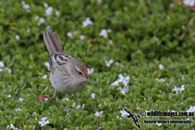 Little Grassbird a0000.jpg