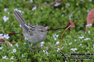 Little Grassbird a0005.jpg