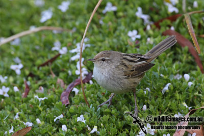 Little Grassbird