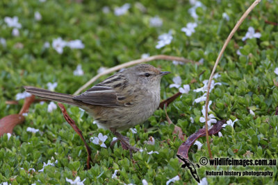 Little Grassbird a0011.jpg